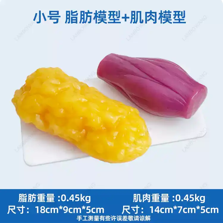 Human Muscle and Fat Replicas, - Nutrition Of Fitness 评论和价格